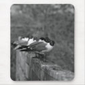Birds on the wall mousepads