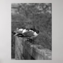 Birds on the wall posters