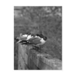 Birds on Wall postcard