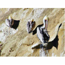 Birds Pelicans Poop Acrylic Cut Out