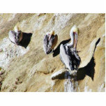 Birds Pelicans Poop Acrylic Cut Out