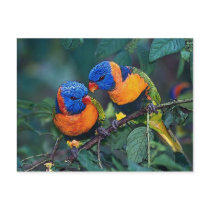 Birds Postcard