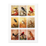 Birds Postcard