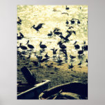 Birds posters