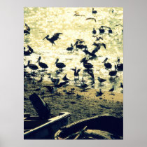 Birds posters