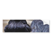 Birds Ravens Feathers Black bumper stickers by lifesphere Birds Ravens Feathers Black bumper stickers