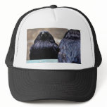 Birds Ravens Feathers Black hats