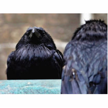 Birds Ravens Feathers Black photo sculptures by lifesphere Birds Ravens Feathers Black photo sculptures