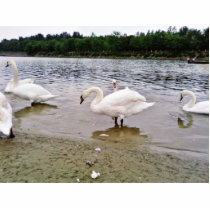 Birds Swans In Tikvara Lake photo sculptures