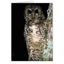 Birds Wild 212 Greeting Cards