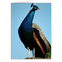 Birds Wild 219 Card