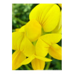 Birdsfoot Trefoil posters