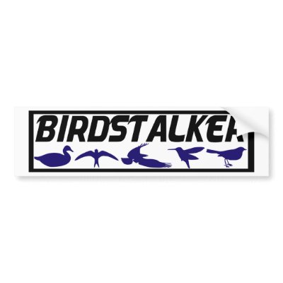 Birdstalker Bumper Stickers by nakedzealot