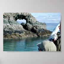 Birdwatching at Gull Island Poster
