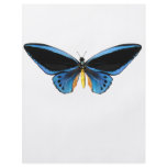 Birdwing Butterfly Flyer Design