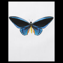 Birdwing Butterfly flyers