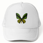 Birdwing Butterfly