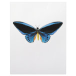 Birdwing Butterfly Letterhead Template