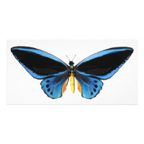 Birdwing Butterfly Photo Cards