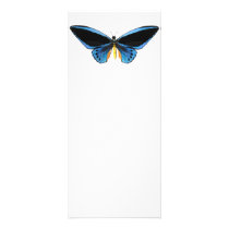 Birdwing Butterfly Full Color Rack Card