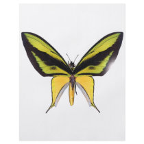 BirdWingX Butterfly Flyers