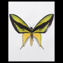 BirdWingX Butterfly flyers