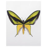 BirdWingX Butterfly Letterhead Design