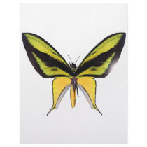 BirdWingX Butterfly Letterhead Design