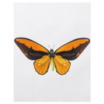 BirdWingY Butterfly Flyers