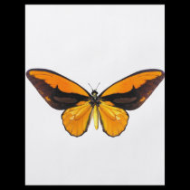 BirdWingY Butterfly flyers