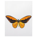 BirdWingY Butterfly letterhead