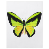 BirdWingZ Butterfly Flyer Design