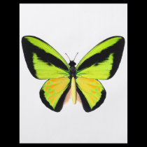 BirdWingZ Butterfly flyers
