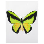 BirdWingZ Butterfly Personalized Letterhead