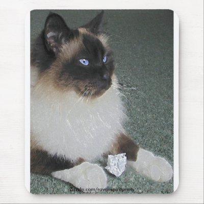 birman ragdoll