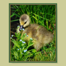 Birth and Creation- Innocence - A Print