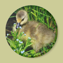 Birth and Creation- Innocence magnets