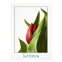 Birth of a Spring Red Tulip - Template invitations