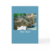 Birthday, best buds, elk calves cards