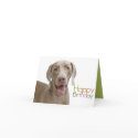 Birthday Card