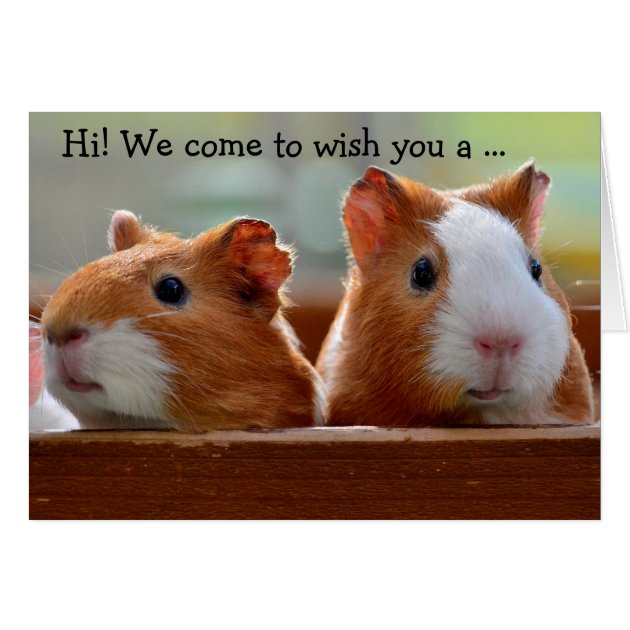 Birthday Card: Two Guinea Pigs Card | Zazzle