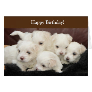 Maltese Puppy Birthday Cards | Zazzle