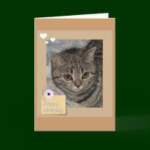 Birthday cat card