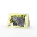 Birthday - cat card