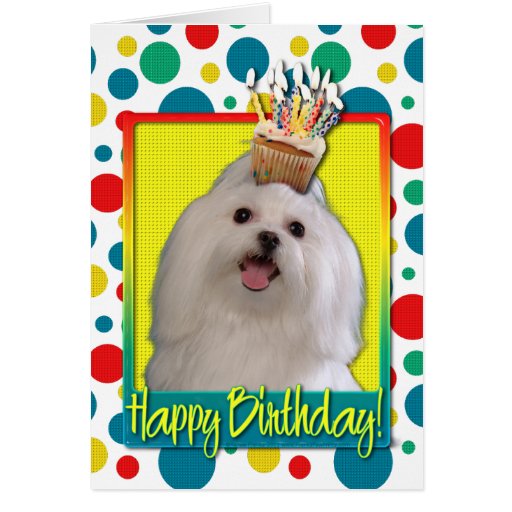 Birthday Cupcake Maltese Greeting Card Zazzle