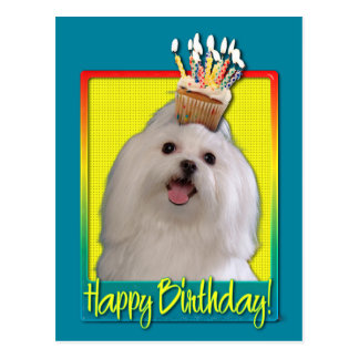 Maltese Birthday Cards | Zazzle