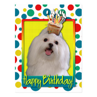 Maltese Birthday Cards | Zazzle