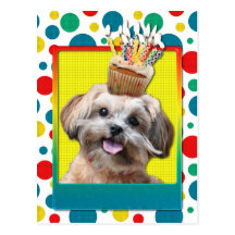 Birthday Cupcake - ShihPoo - Maggie Post Card