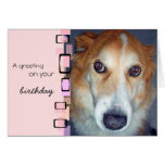 Birthday Greeting Border Collie Card
