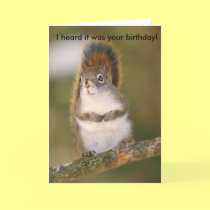 Birthday Greeting Card - Squirrel